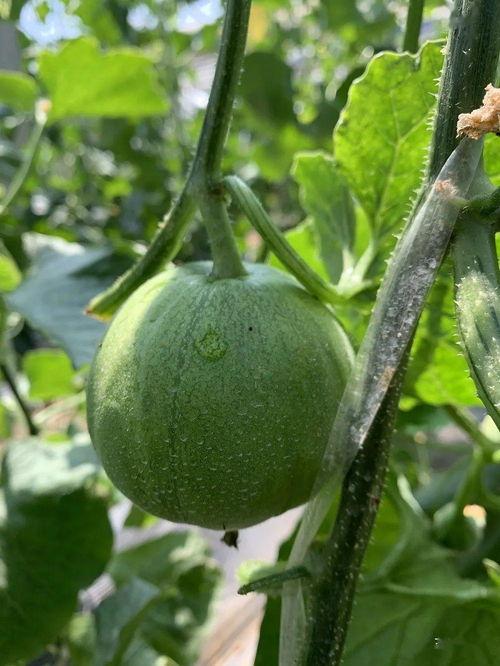 娱乐圈吃羊角瓜,娱乐圈明星的羊角瓜美食之旅