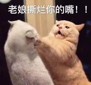 娱乐吃瓜君猫猫,揭秘娱乐圈那些不为人知的幕后故事