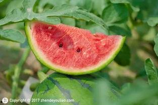 小乐娱乐吃瓜,揭秘娱乐圈吃瓜背后的真相