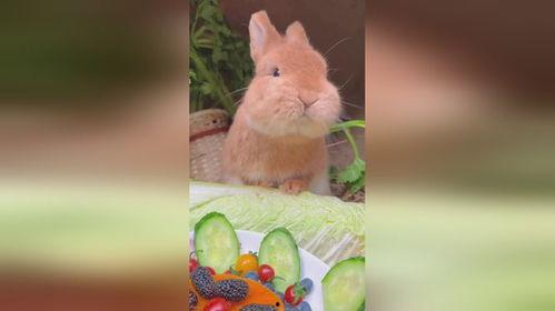 娱乐吃瓜小兔子视频,揭秘热门视频背后的故事