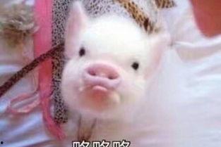 肥猪猪娱乐吃瓜酱,揭秘娱乐圈那些不为人知的幕后故事