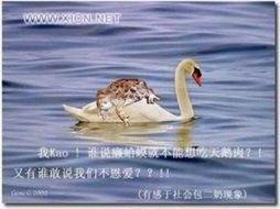 天鹅娱乐资讯吃瓜,揭秘娱乐圈最新“吃瓜”热点